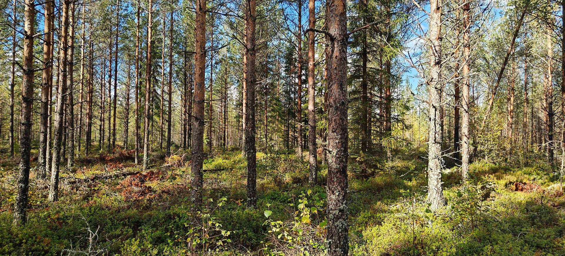 Alavus, Lamminmäki 10-401-43-9 1