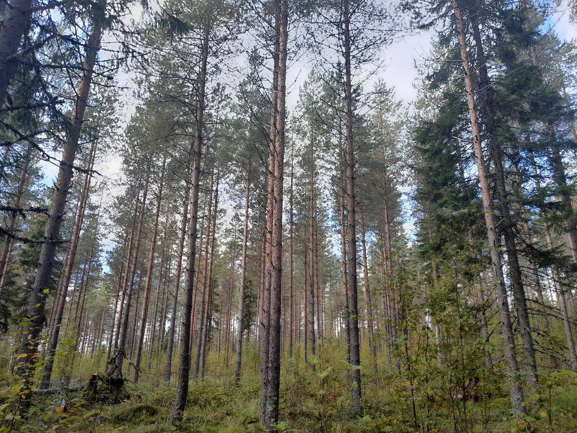 Mansikkarinne 495-403-7-48 1