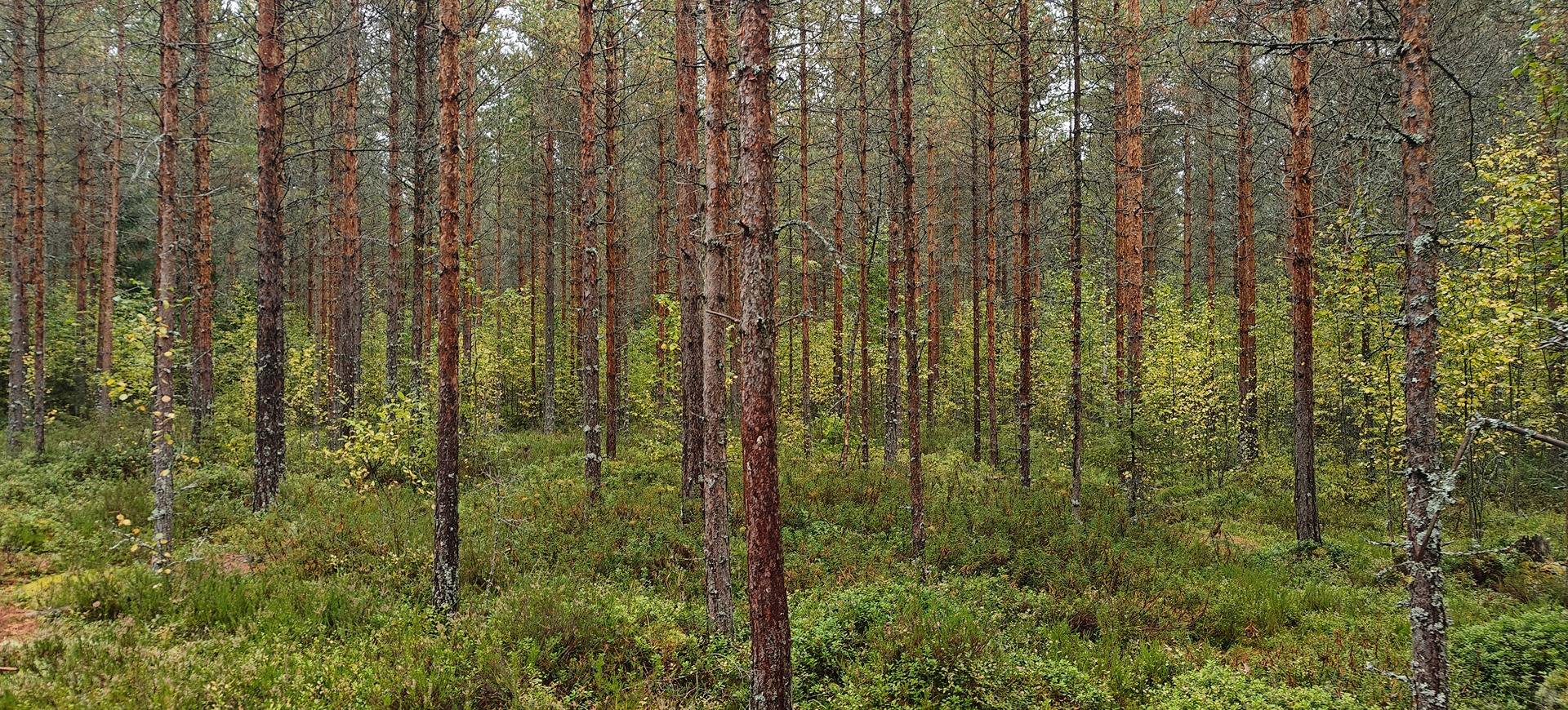Ähtäri, PÄIVÄRANTA 989-401-4-59 1
