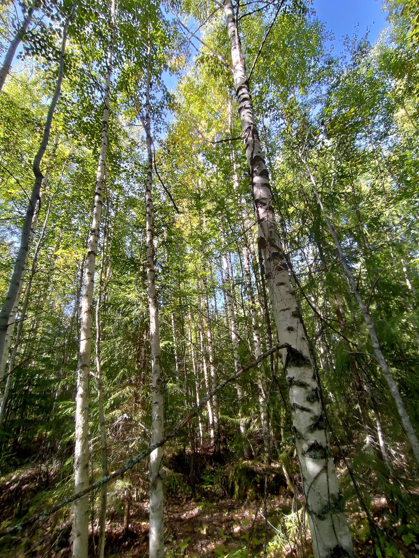 Mäkilehto 921-403-8-41 1