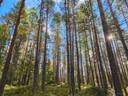 Ullava Norppa metsätila Kivikumpu 61:4 pinta-ala 5,235 ha 1