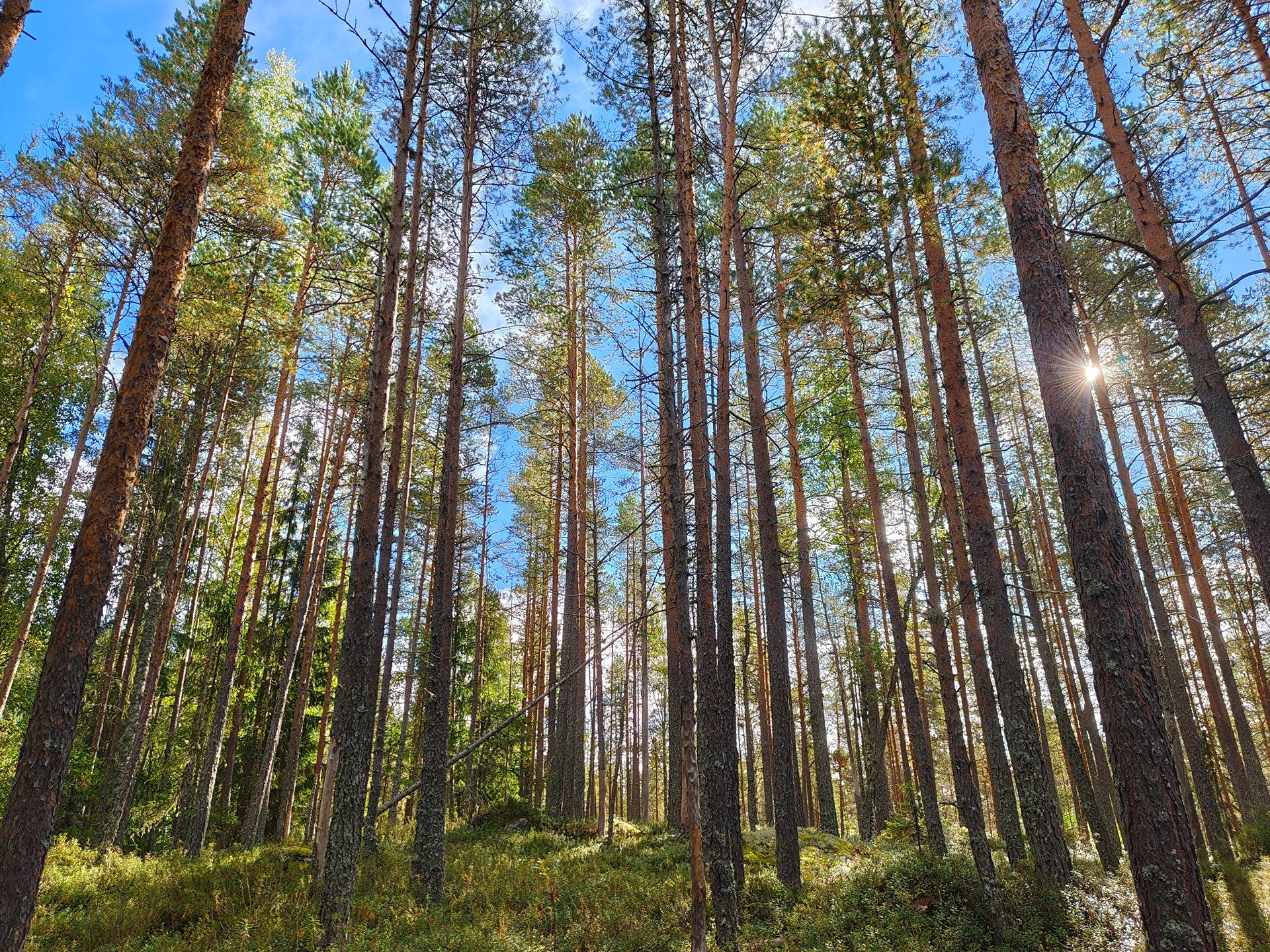 Ullava Norppa metsätila Kivikumpu 61:4 pinta-ala 5,235 ha 1