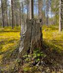 Kemijärven yhteismetsäosuuksia, yhteensä 0,0356 osuutta 1