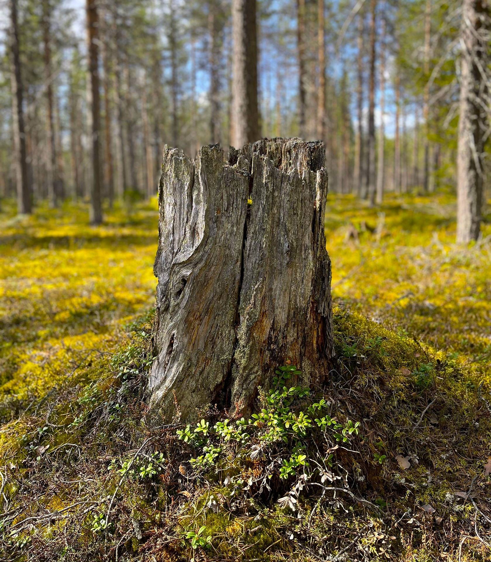 Kemijärven yhteismetsäosuuksia, yhteensä 0,0356 osuutta 1