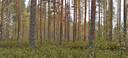 Seinäjoki, OJANIEMI 743-416-11-117, HARJULA 743-416-26-7 ja KANGASMAA 743-416-26-8 1