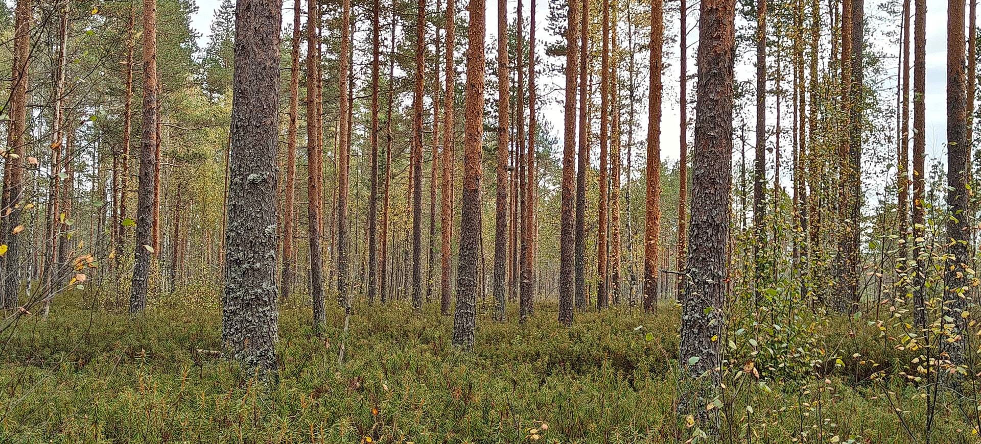 Seinäjoki, OJANIEMI 743-416-11-117, HARJULA 743-416-26-7 ja KANGASMAA 743-416-26-8 1