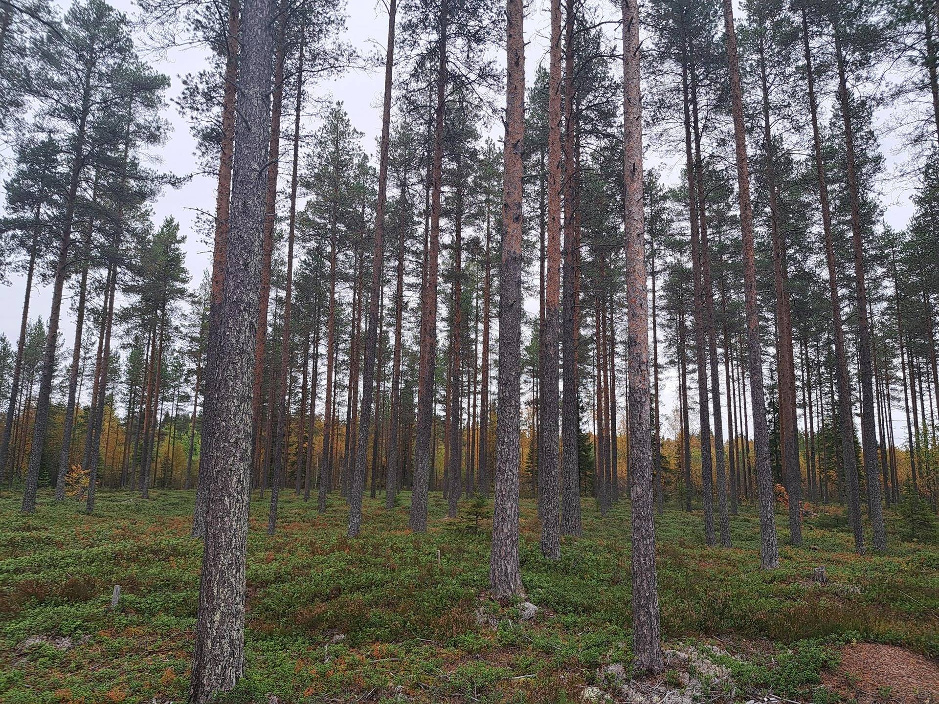 Tuomaantalo 791-401-1-106, Tuomiranta 791-401-1-81 ja Kolmio 791-401-1-149 1