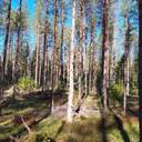 Kurikka Koski-Jyrä 301-404-3-695 1