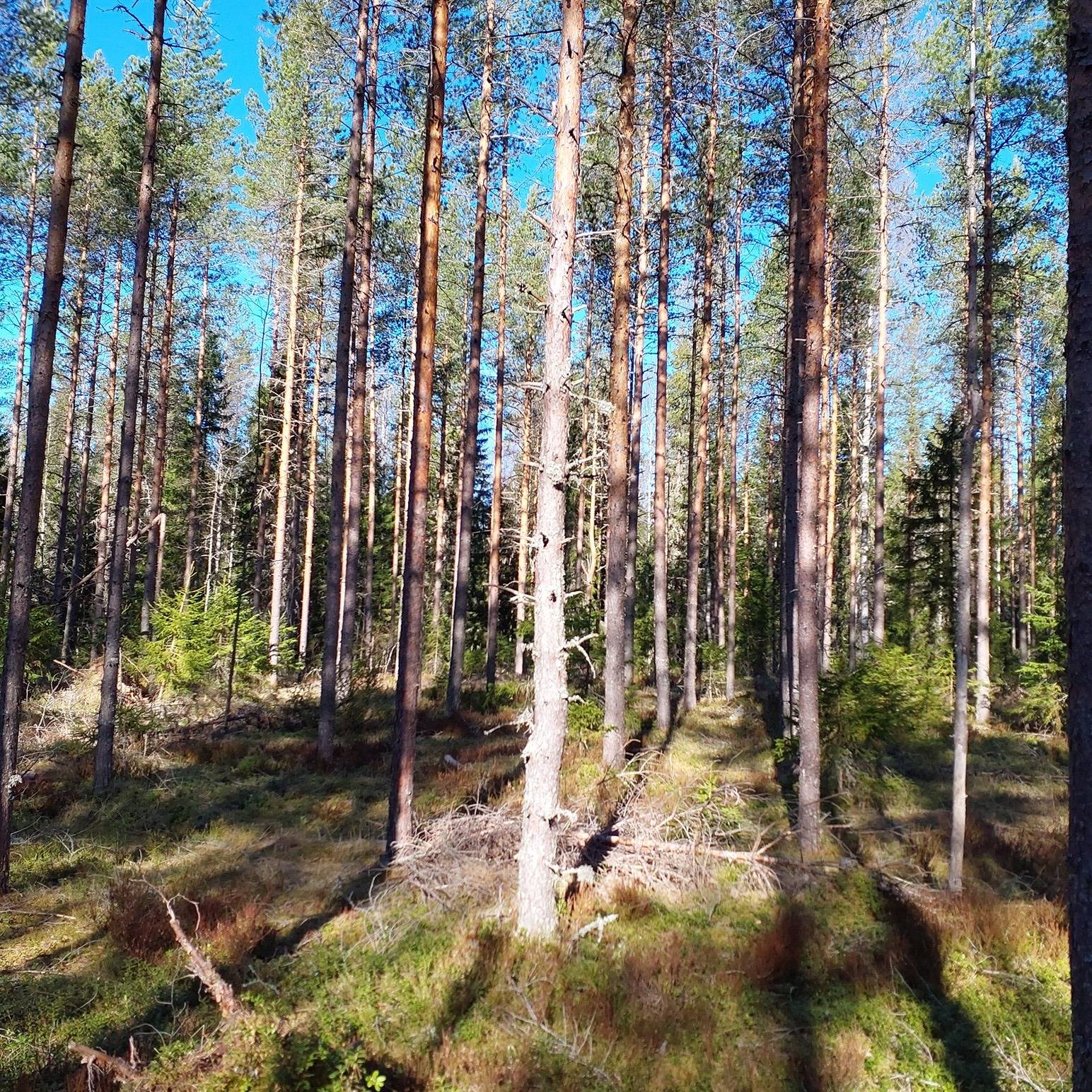 Kurikka Koski-Jyrä 301-404-3-695 1