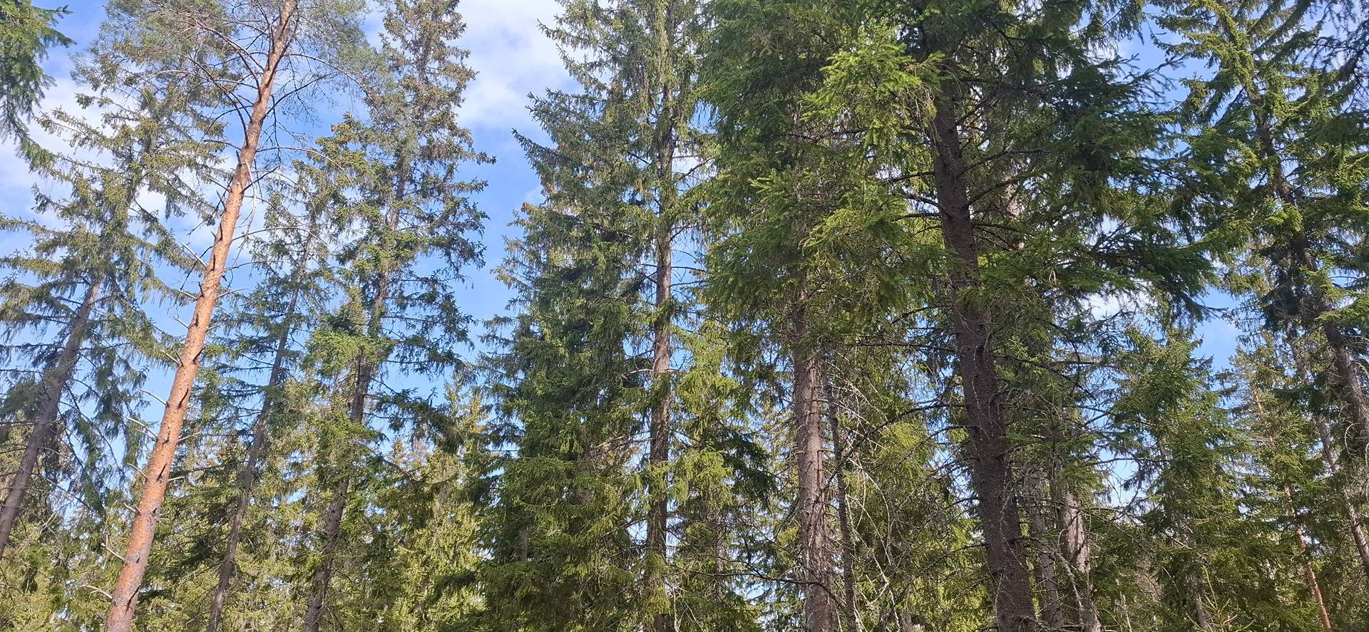 422-405-6-23, NURMELANLISÄ ja 422-405-6-14 NURMELA, Koli, Myyjä pidättää määräalan 1