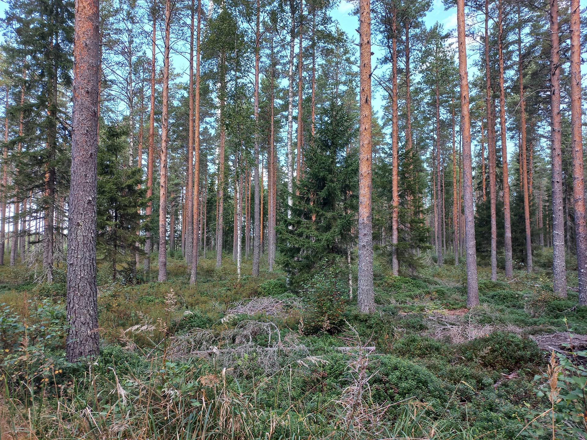 Roju, Kyrönkorpi 1