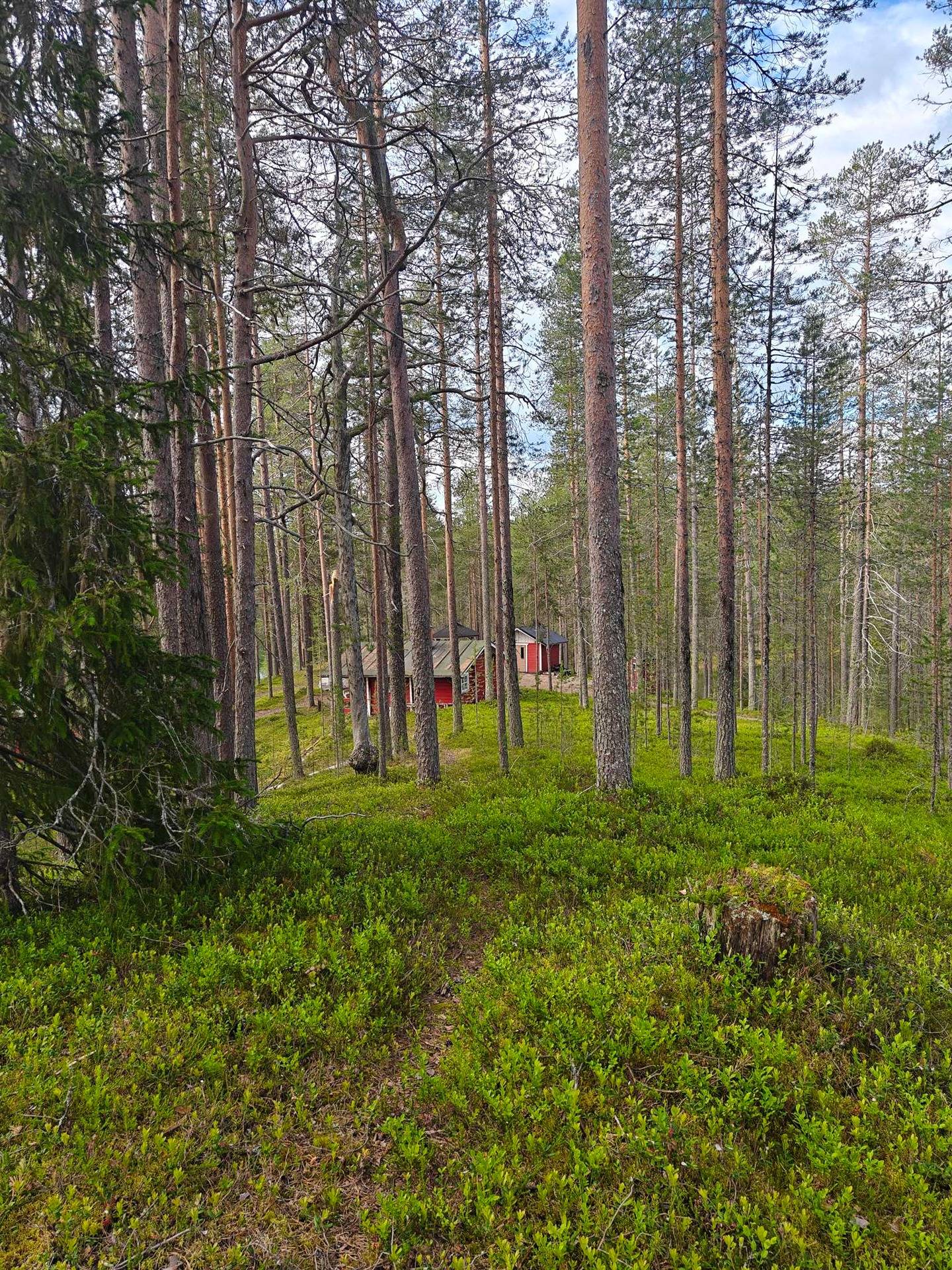 Inkilä 305-421-33-11 metsätila, Kuusamon yhteismetsä osuus ja mökkipaikka 1