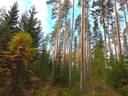Perho Korpela KURKIAHO 18:29 metsätila 11,8 ha 1
