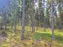 Metsä- ja peltotila Parkanossa, Viitahalme 1