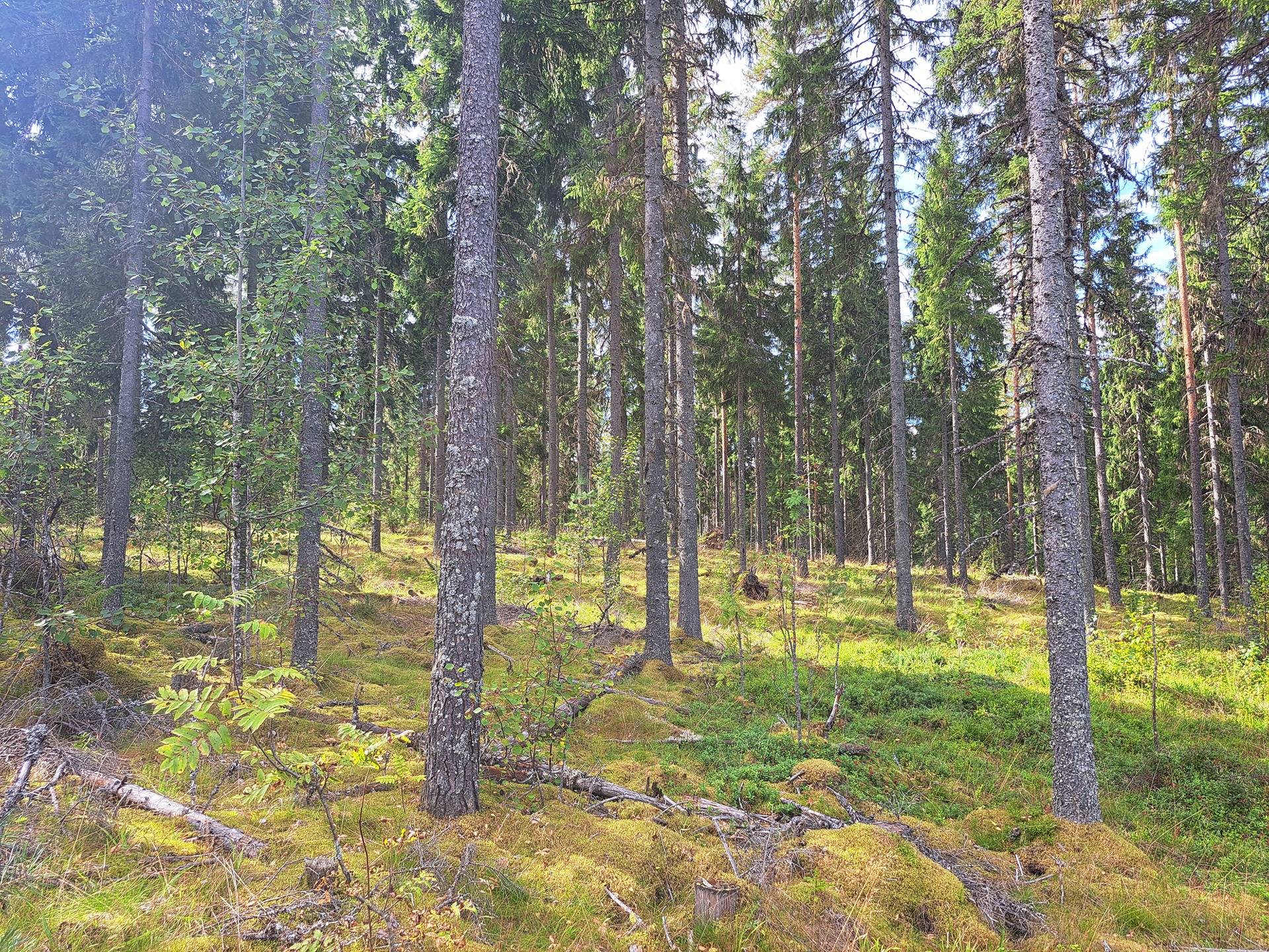 Metsä- ja peltotila Parkanossa, Viitahalme 1