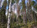 POHJOISRINNE 167-438-4-81 ja ALATALO 167-438-4-63 määräala, Pirttivaara 1