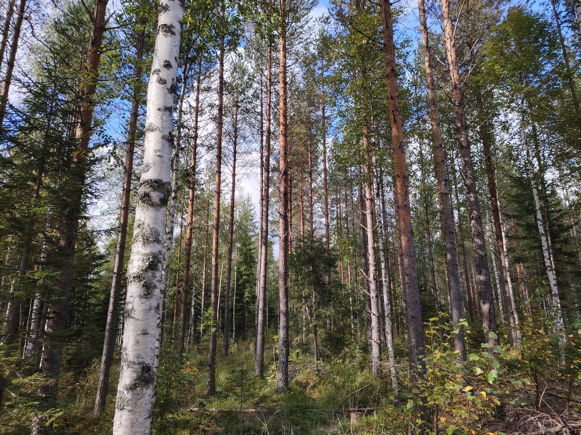 POHJOISRINNE 167-438-4-81 ja ALATALO 167-438-4-63 määräala, Pirttivaara 1