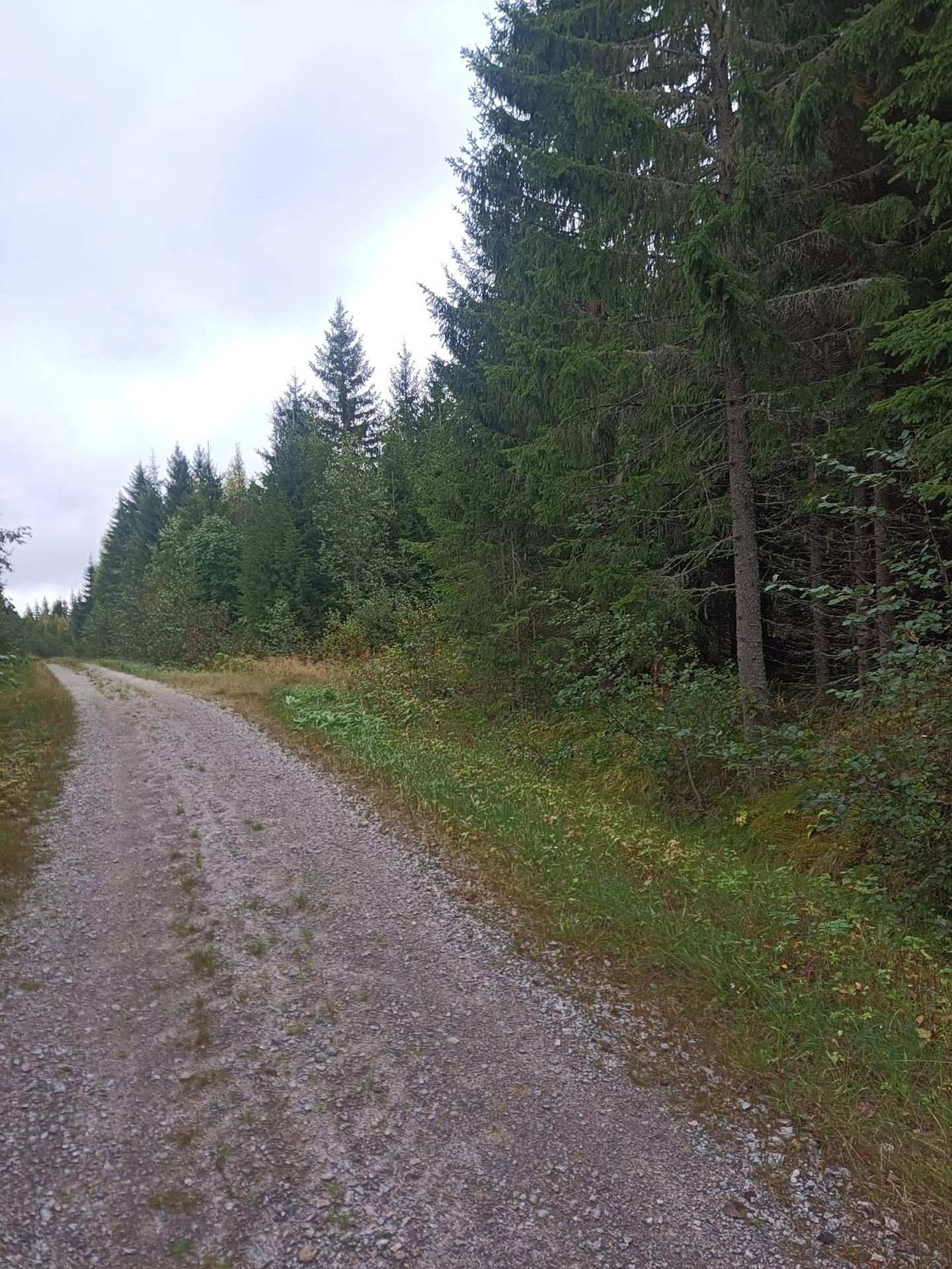 Metsätila Aho 312-403-5-39, Laitala 312-403-5-36 1