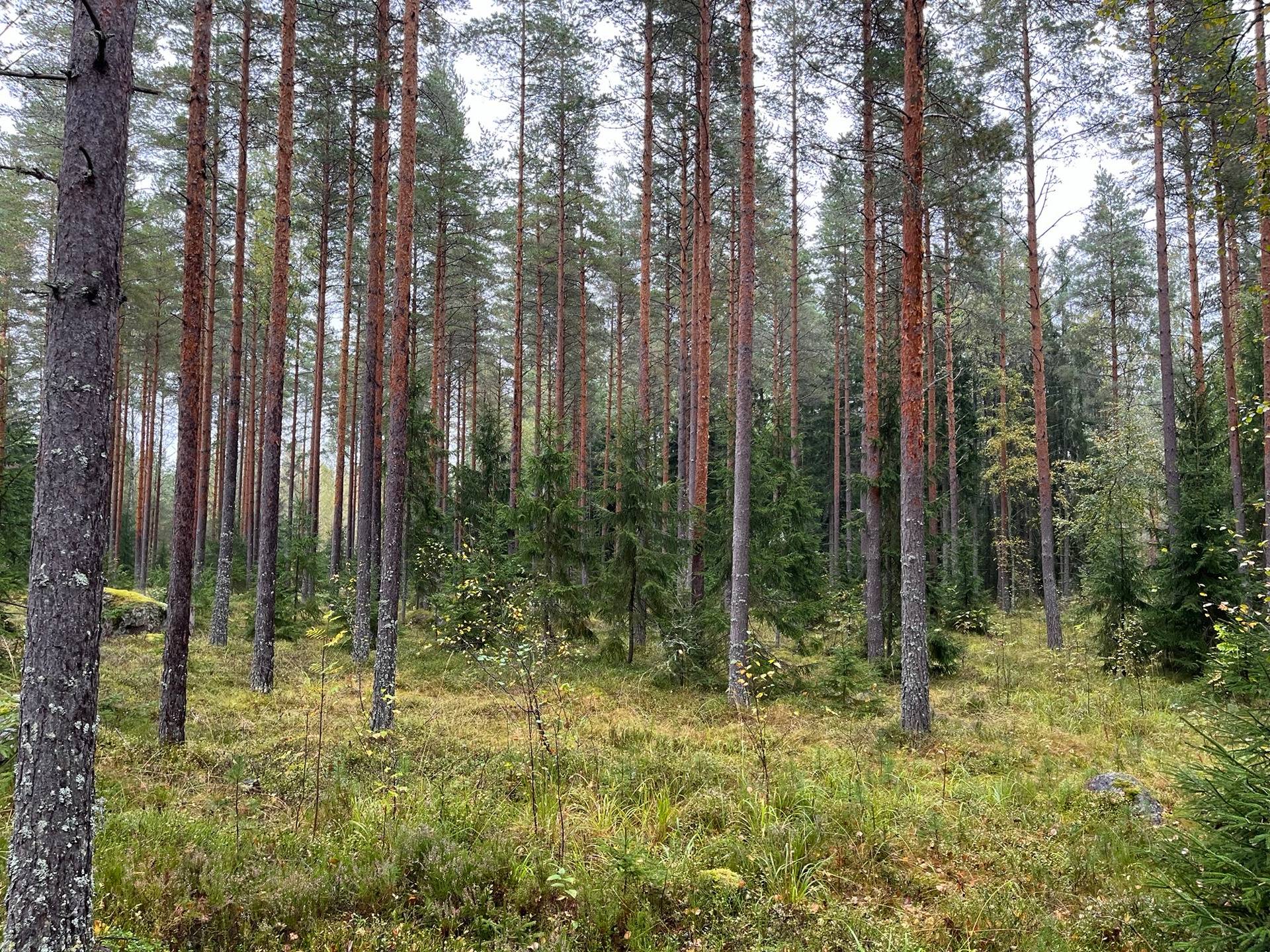 285-429-8-104 KATAJAVAARA 1