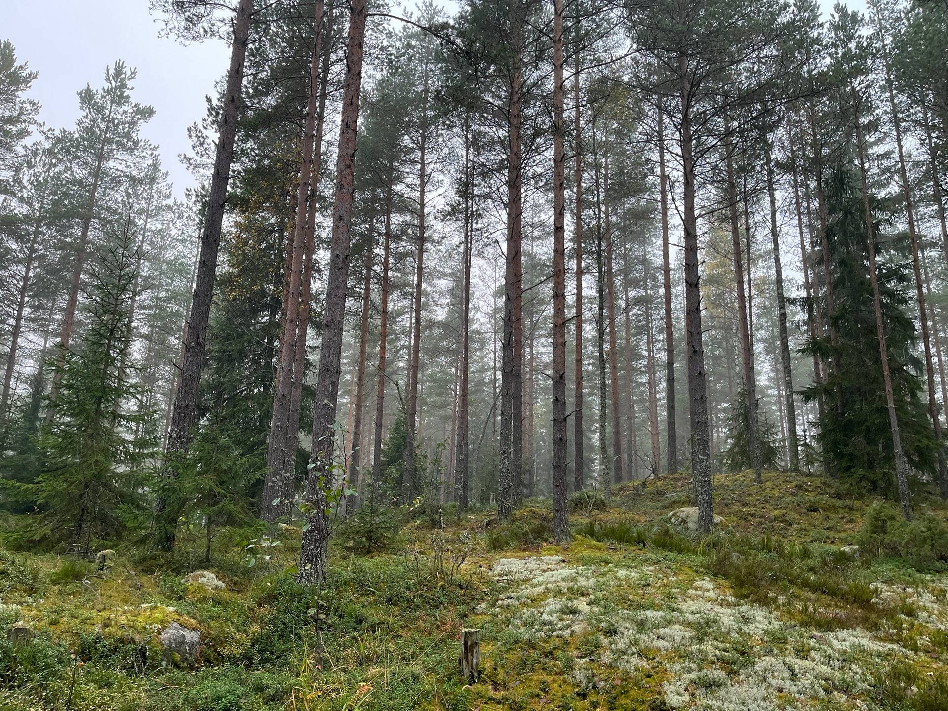 286-421-1-4 METTÄLÄNMETTÄ 1