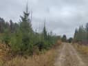 746-405-8-41 SAARELA, MÄÄRÄALA 1