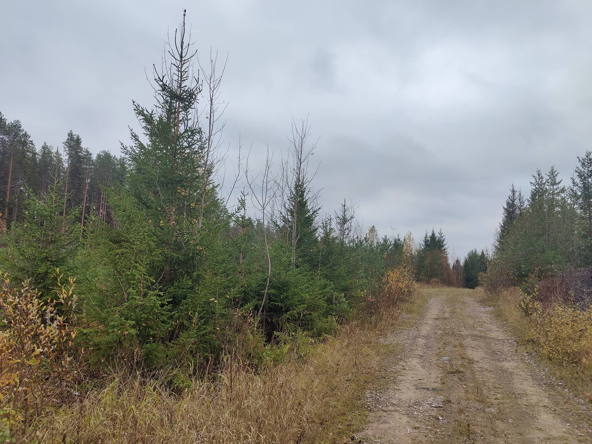 746-405-8-41 SAARELA, MÄÄRÄALA 1