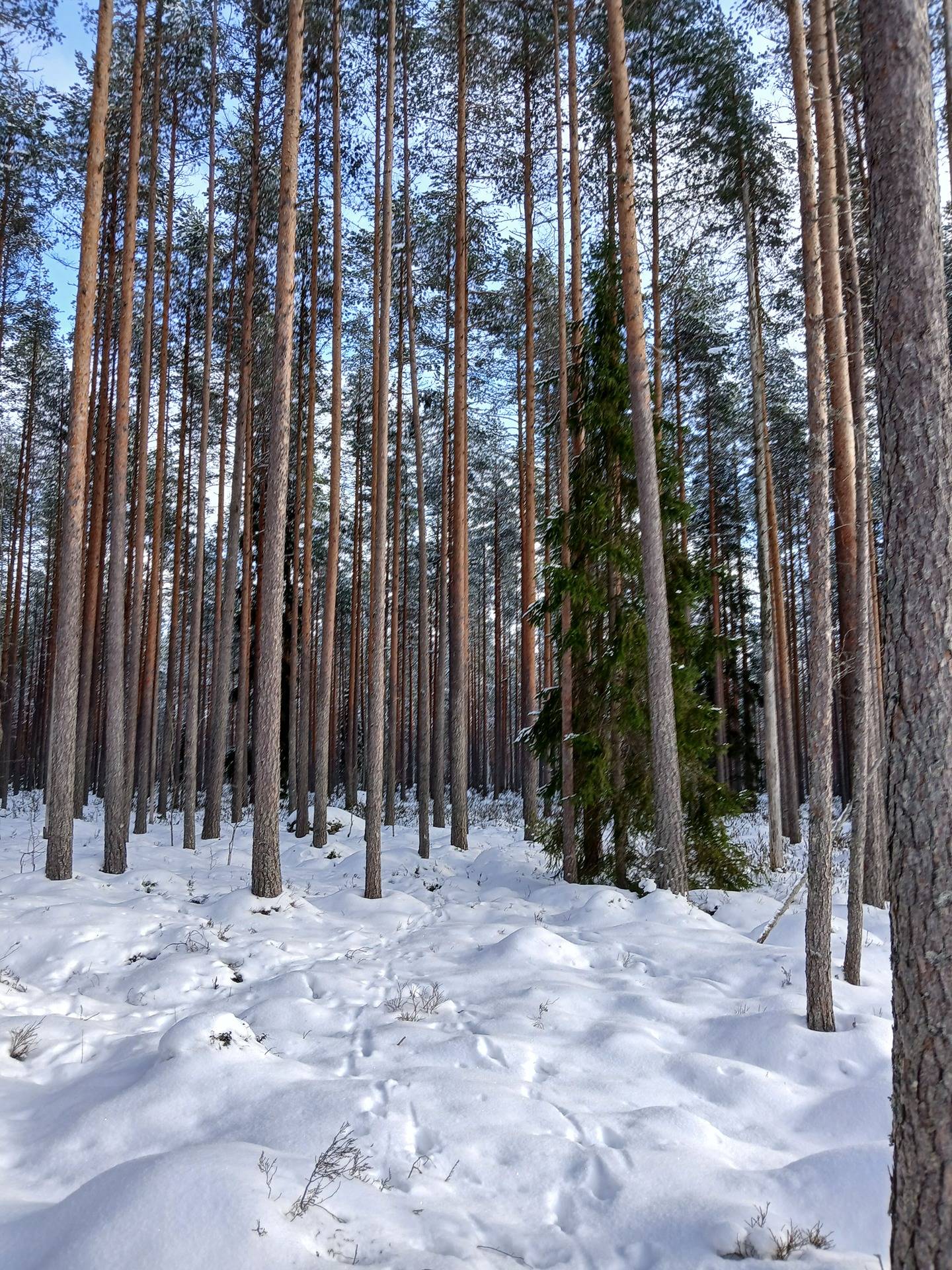 Ma Saari 8:42 1