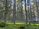Torvinen 420-401-4-81 1