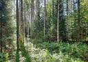 Tinttilä 4:31 (420-432-4-31) 1