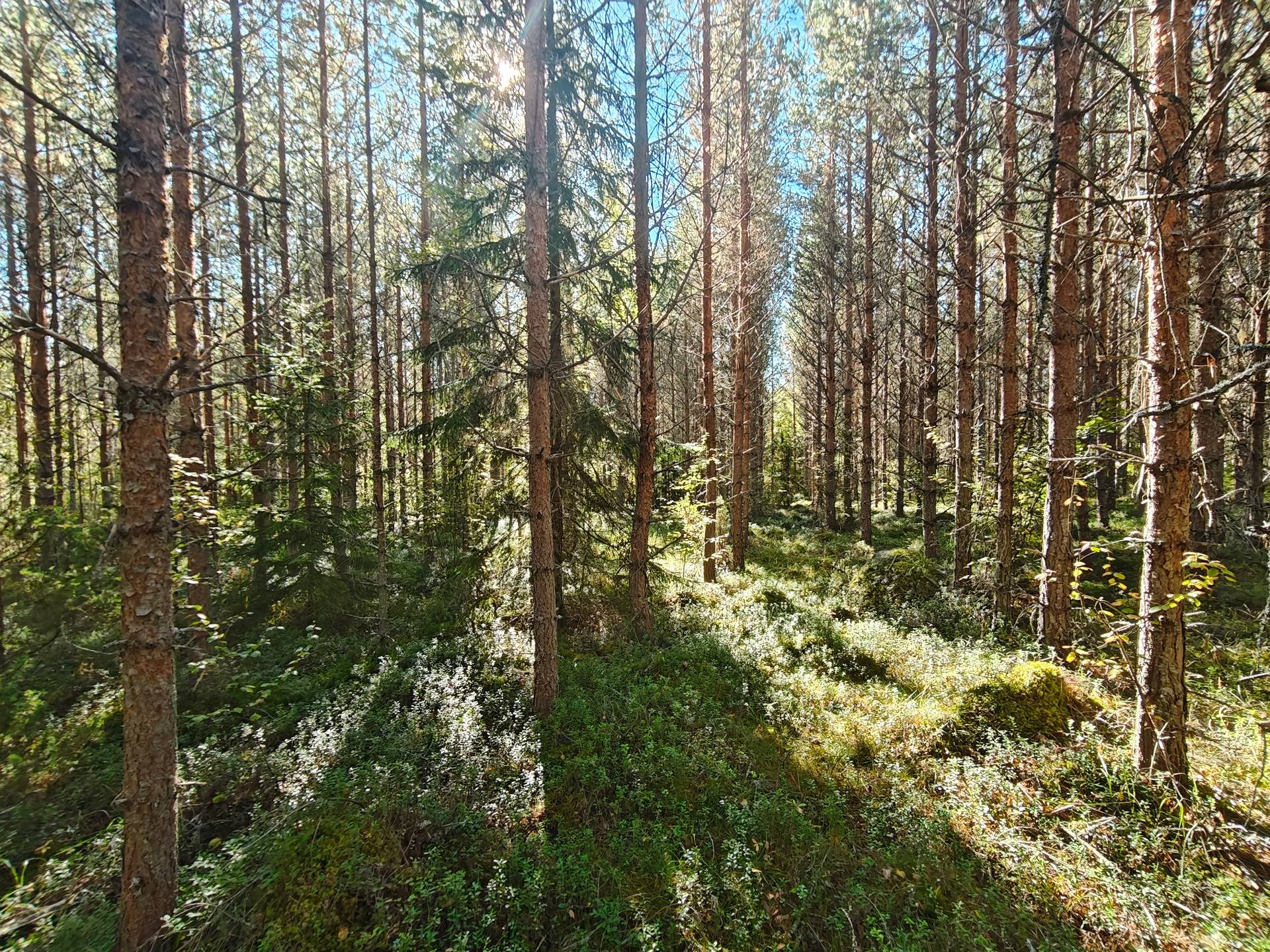 del av/osa Braklund 17:103, Lappfjärd/Lapväärtti 1