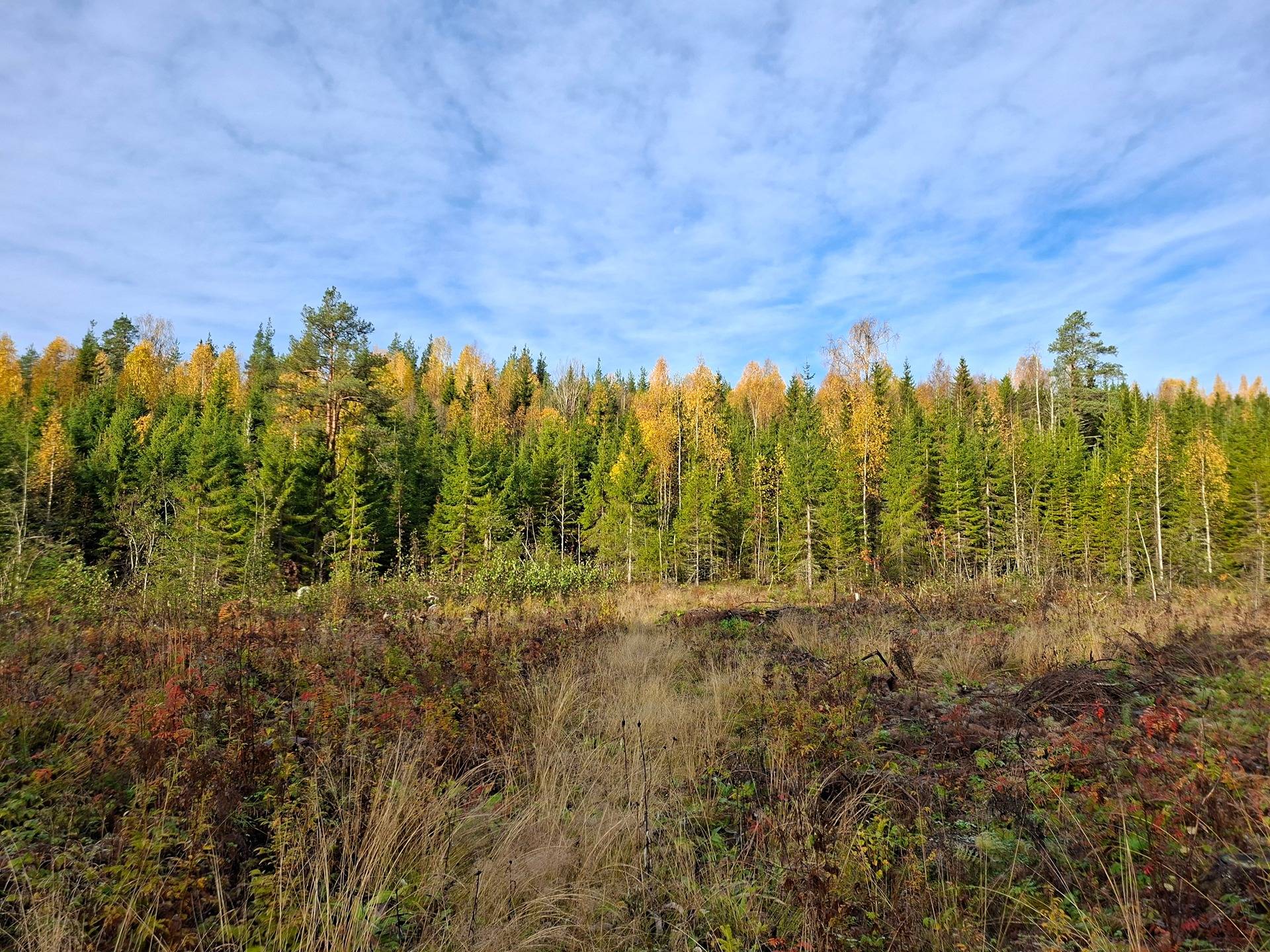 VÄÄRÄKUUSI 541-411-68-39, Kuokkasenranta 1