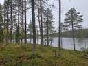 Tamminiemi 614-413-1-44 määräala 1