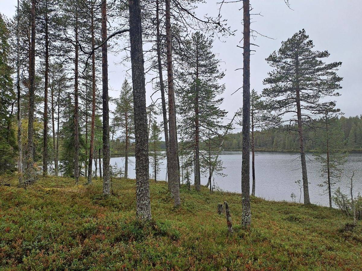 Tamminiemi 614-413-1-44 määräala 1