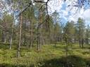 Saviranta 614-407-8-42 määräala 1