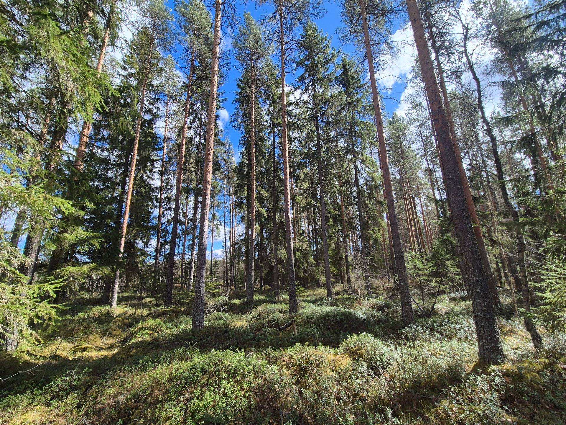 Suvela 5:134 määräala Lakaluoma 1