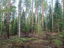 Metsätilat Myllykylä 1