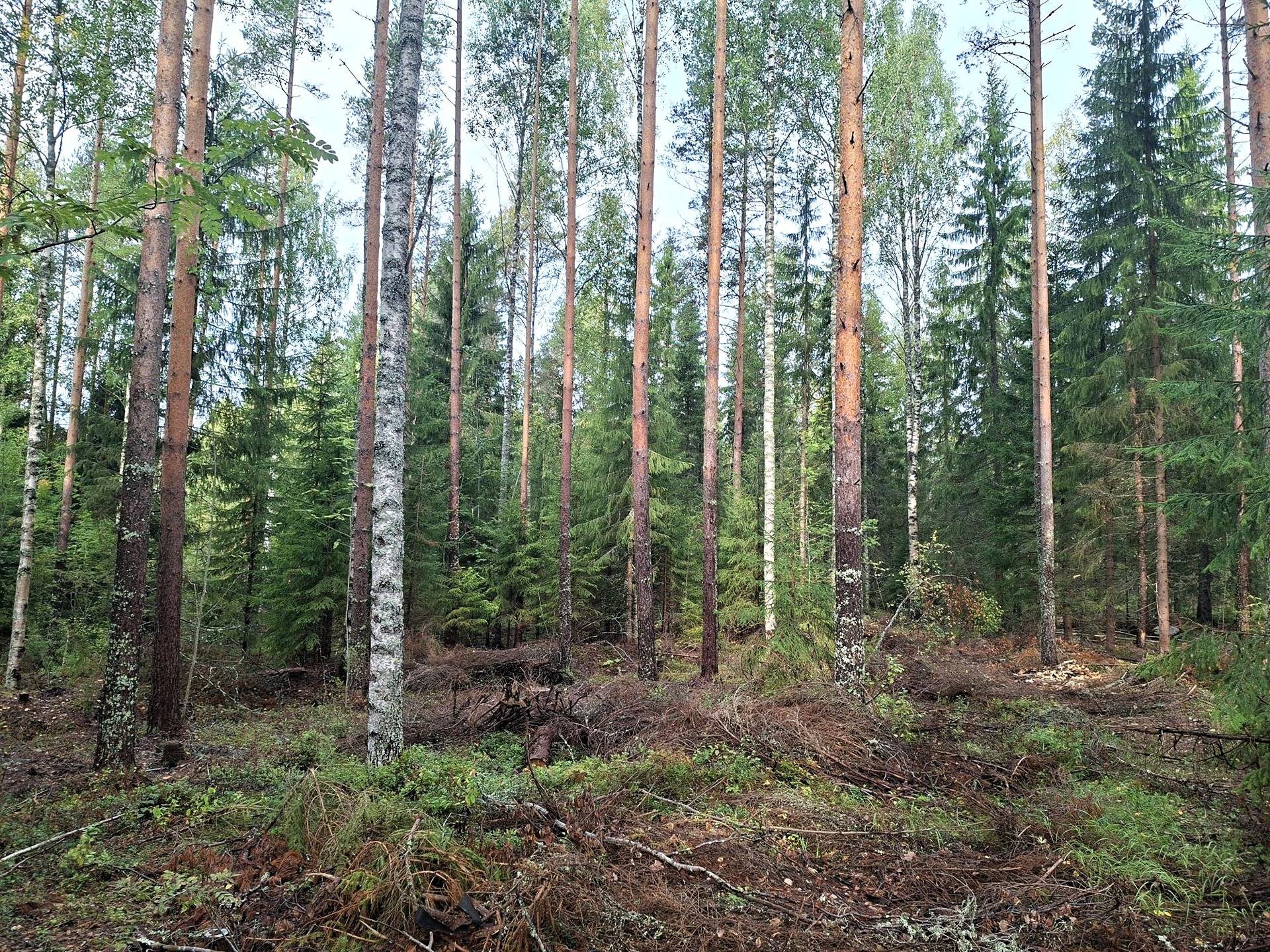 Metsätilat Myllykylä 1