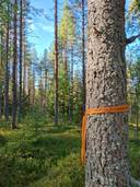 PÄIVÖLÄ III 541-402-10-32, Höljäkkä 1