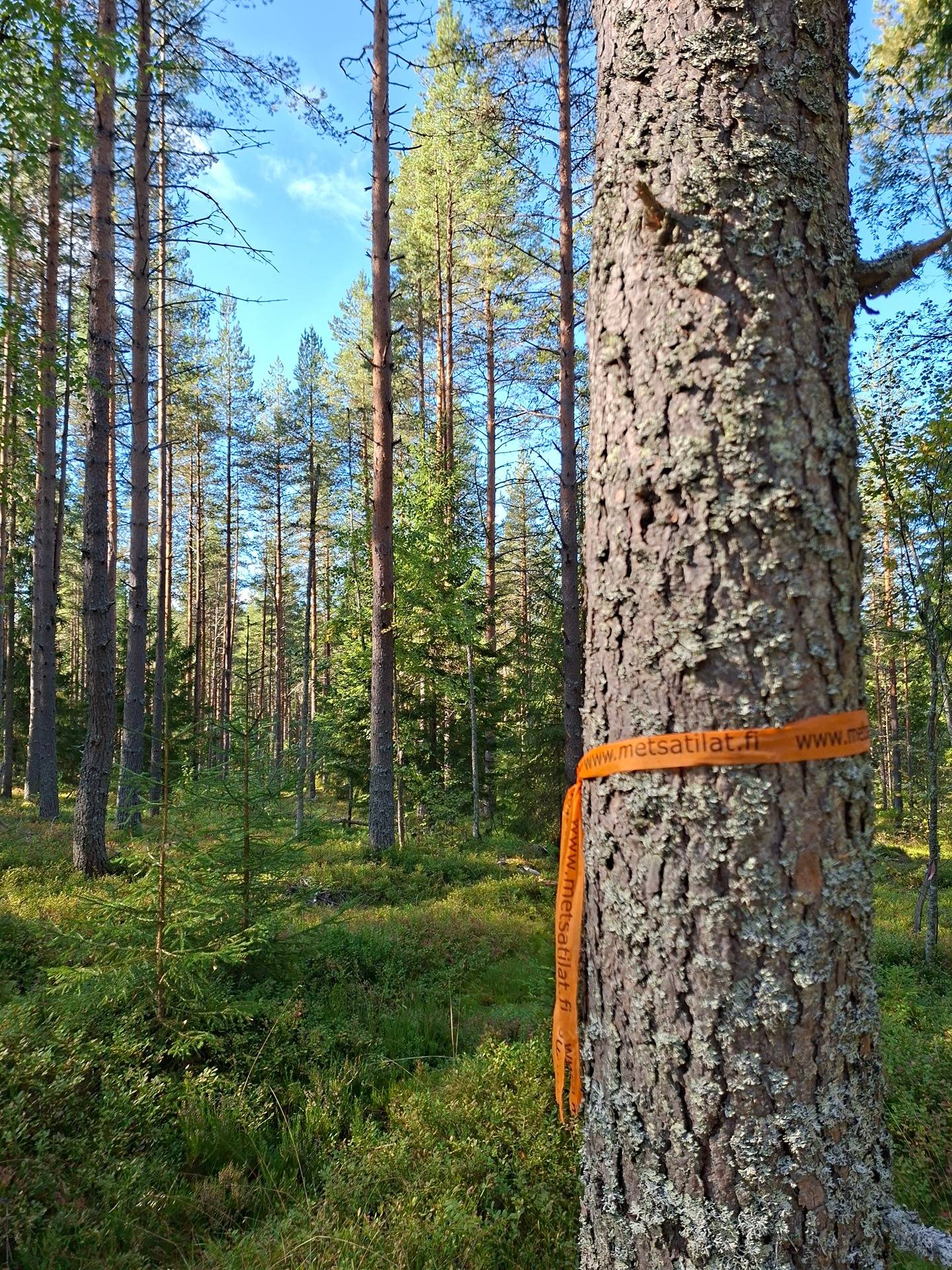 PÄIVÖLÄ III 541-402-10-32, Höljäkkä 1