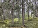 SÄRKKÄLÄ 260-424-8-3 Riihijärvi 1