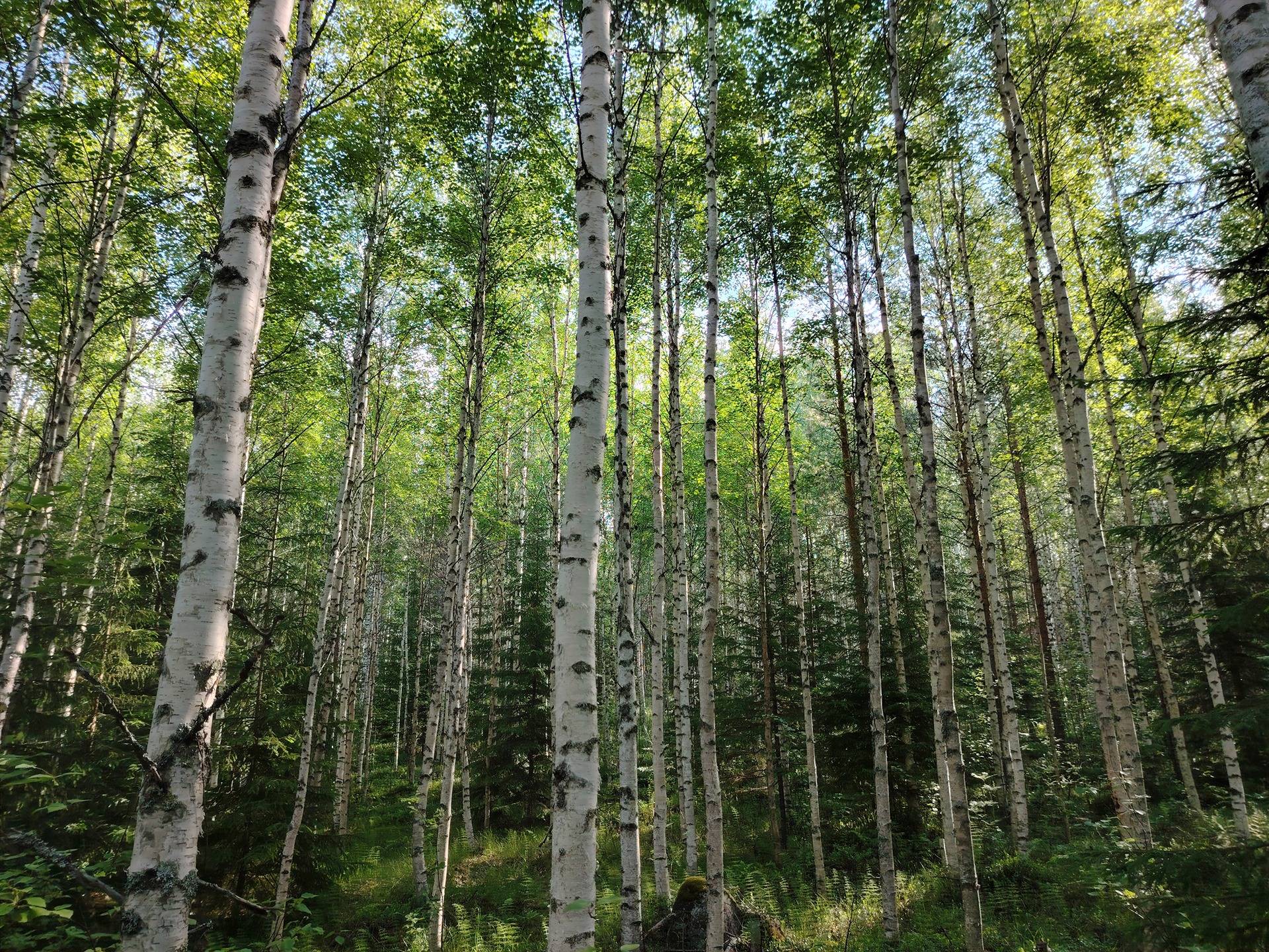 VARISVAARA 167-415-17-46 määräala, Kiihtelysvaara 1