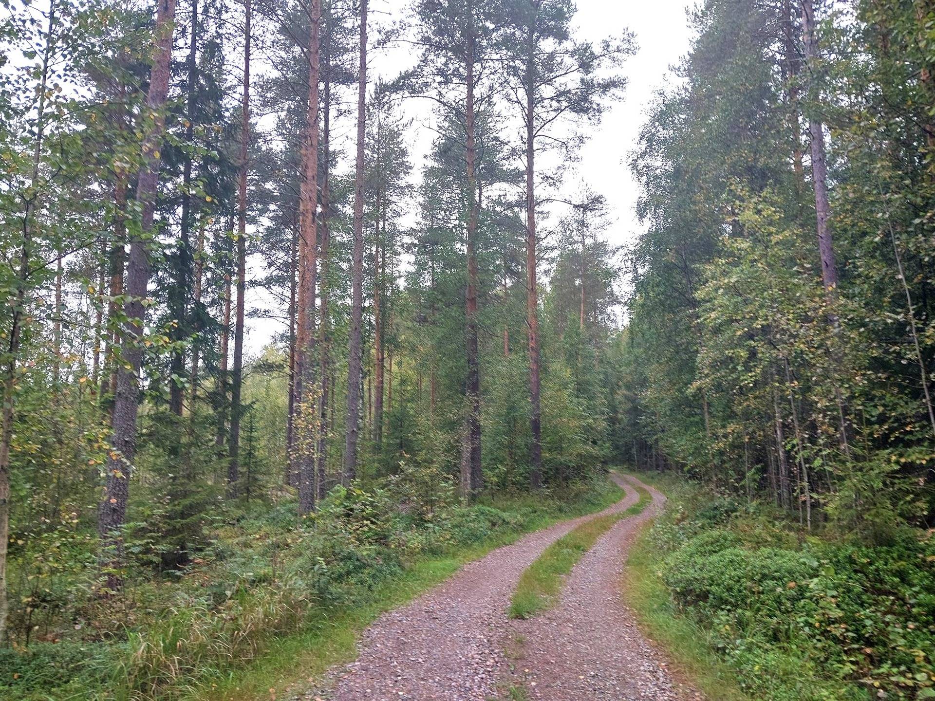 Metsälä 1