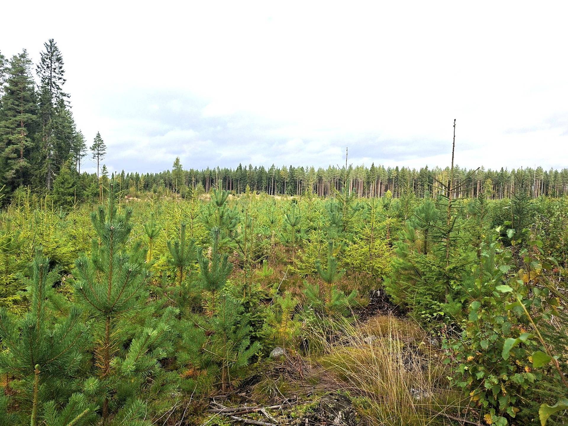Metsätila 11:16 1