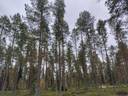 Kotiharju 625-406-11-23 1
