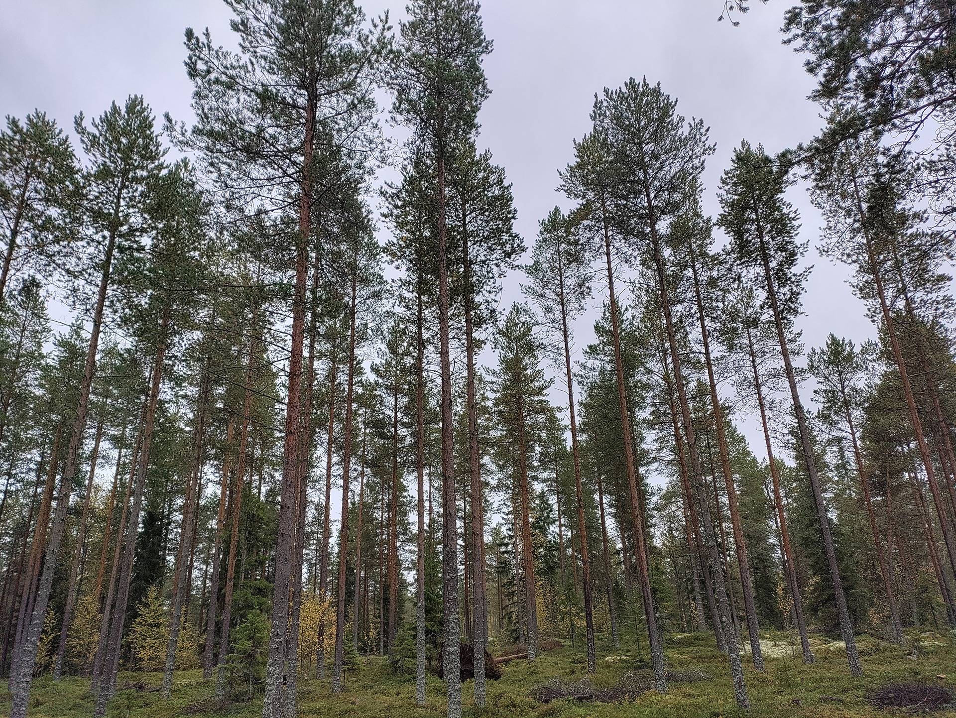 Kotiharju 625-406-11-23 1