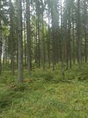 Metsätila: 1,43 ha; Töllin korpilohko; 704-469-4-3, Rusko; Vahto; Vehka-alhontie. 1