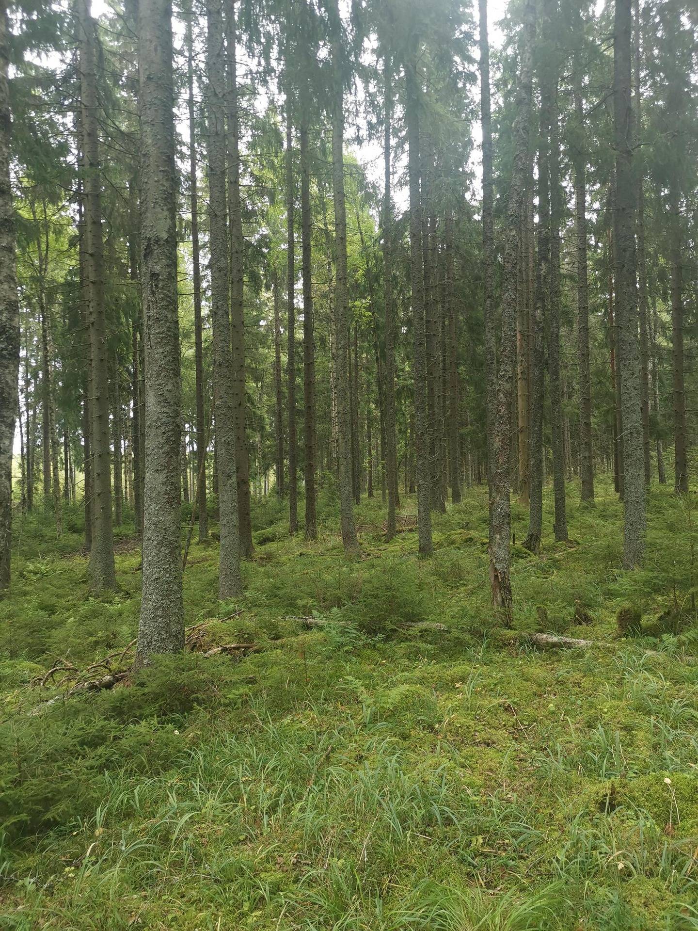 Metsätila: 1,43 ha; Töllin korpilohko; 704-469-4-3, Rusko; Vahto; Vehka-alhontie. 1