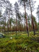 Metsäpunkkila 686-408-53-9 1