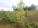 Metsätila Talasmäki 14:10 1