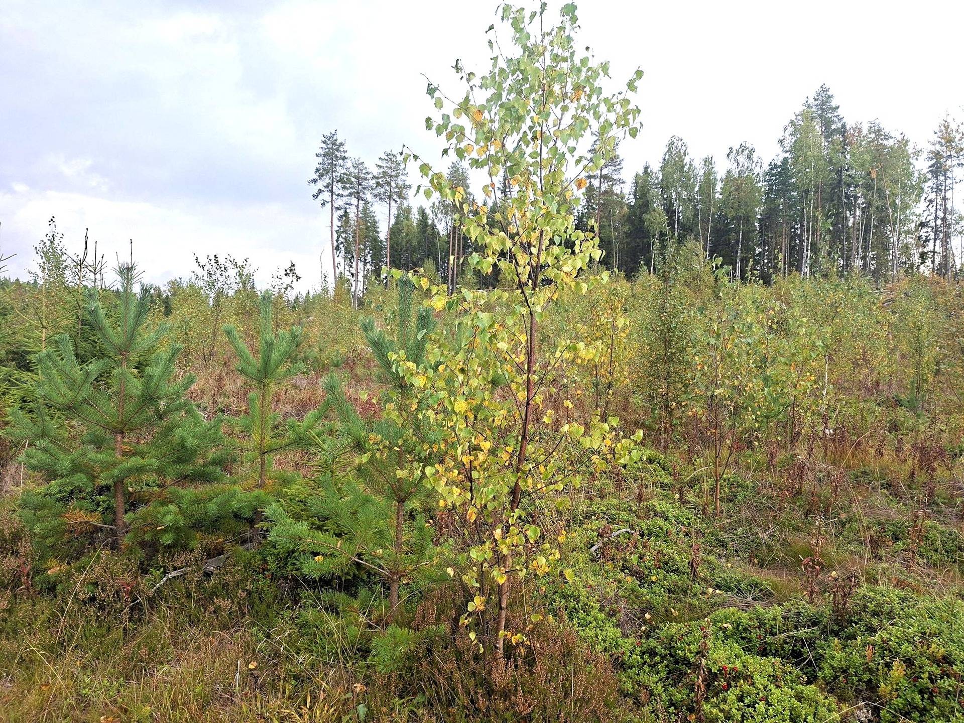 Metsätila Talasmäki 14:10 1